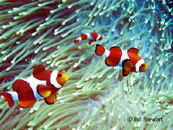 "We are Family"  False Clown Anemonefish shot on the reef... by Bill Stewart 